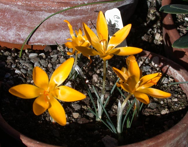 Crocus graveolens North American Rock Garden Society